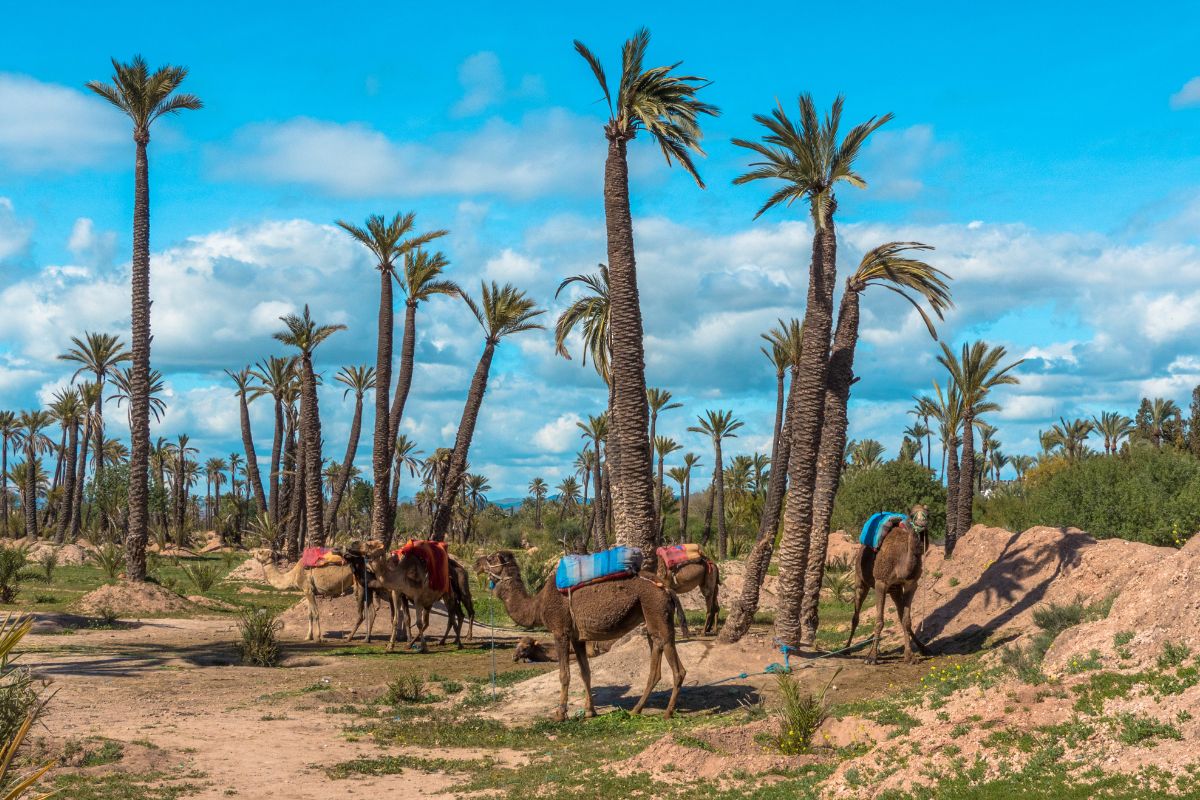 Visiter Marrakech en 7 jours : Ce qu’il faut visiter !