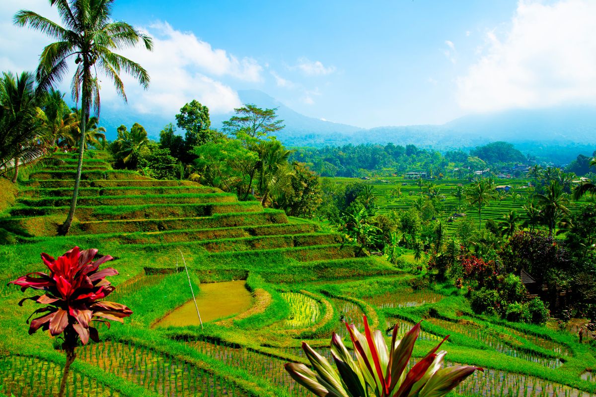 Munduk à Bali : Le lieu à ne pas manquer en 2024 !