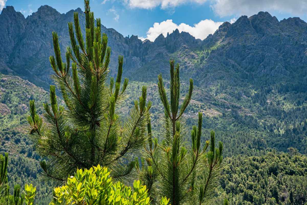 Corse en Août : Que voir & Où loger sur cette île paradisiaque ?