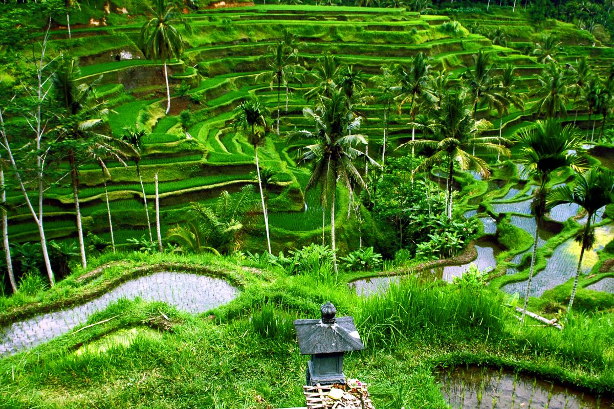 Bali en Août : Un rêve sur cette île paradisiaque !