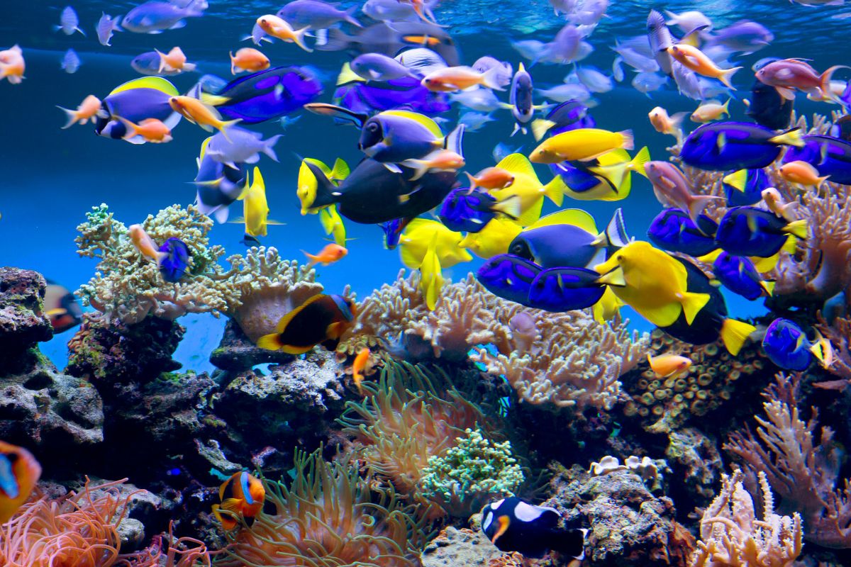 Les 10 meilleurs aquariums à absolument visiter en 2024