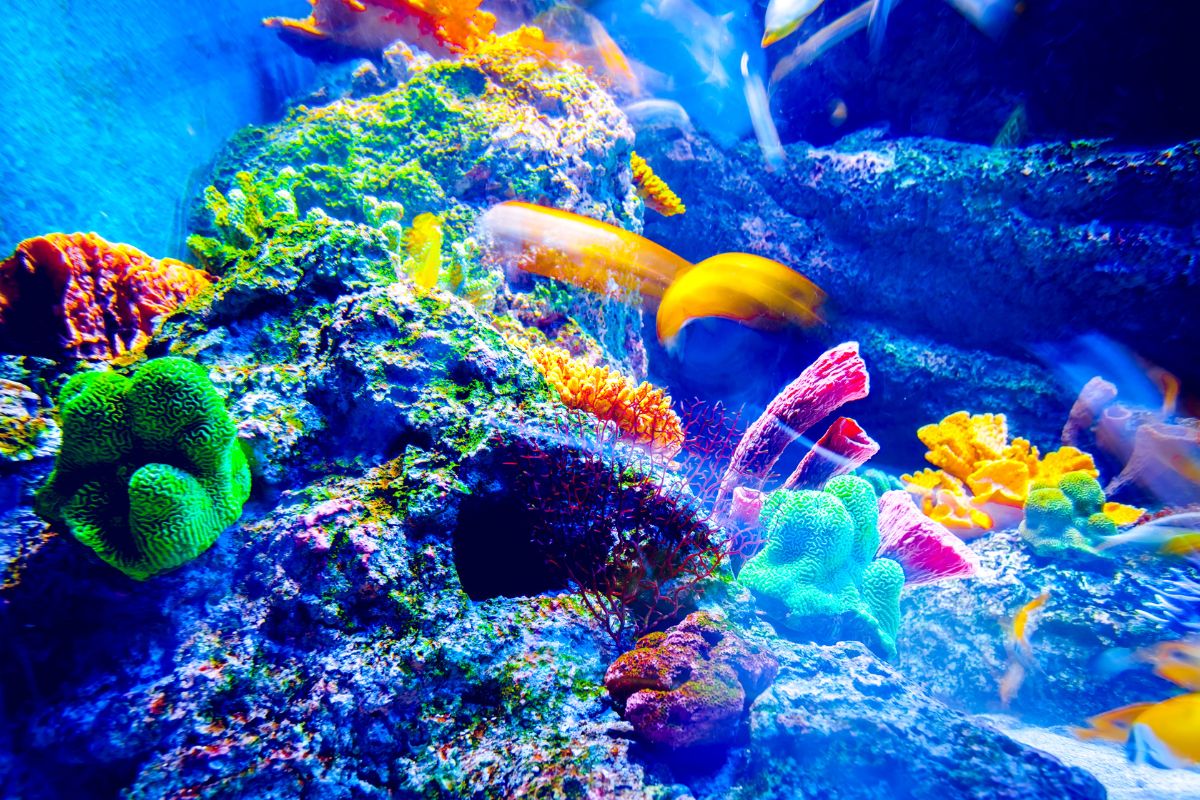 Les 10 meilleurs aquariums à absolument visiter en 2024