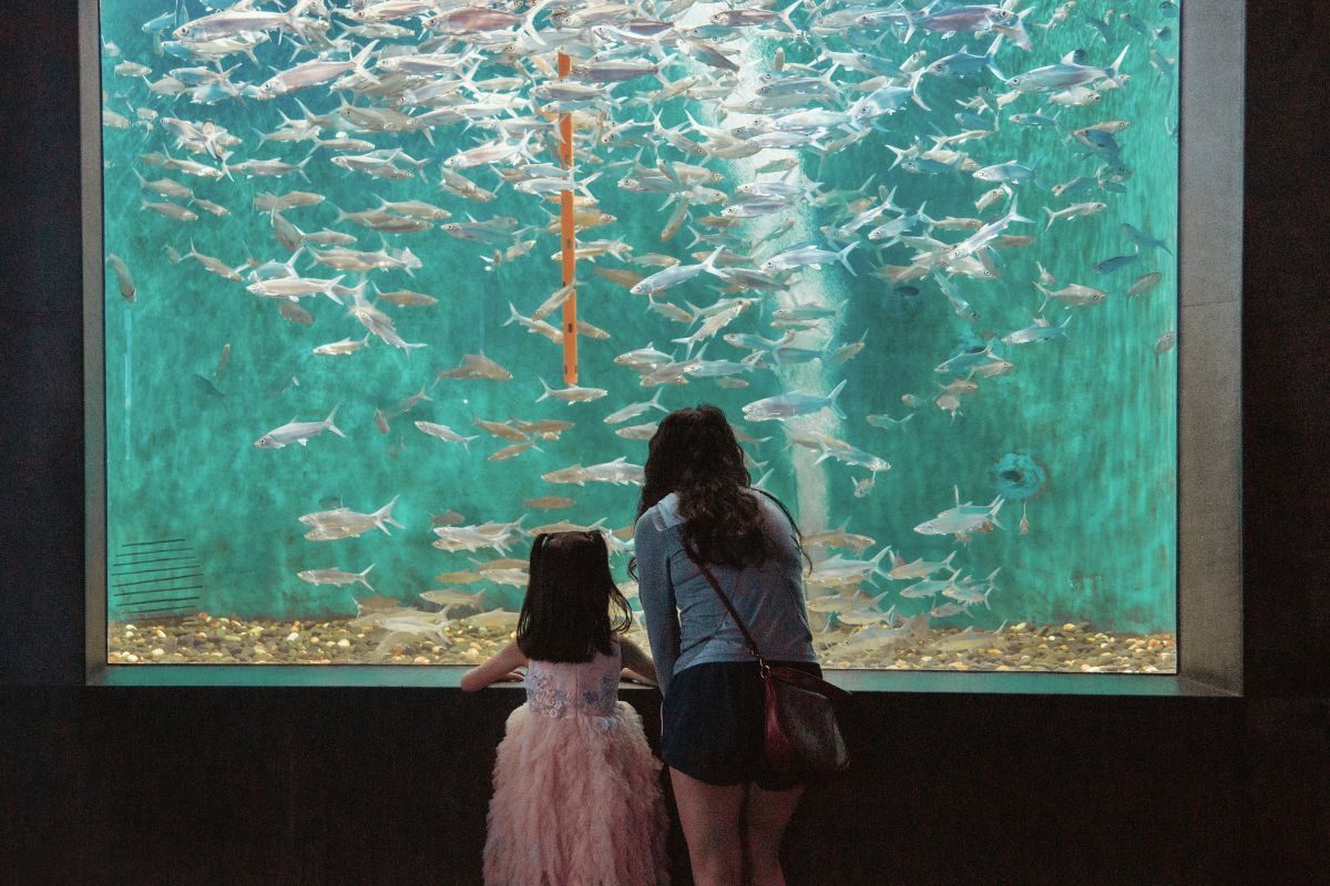 Les 10 meilleurs aquariums à absolument visiter en 2024