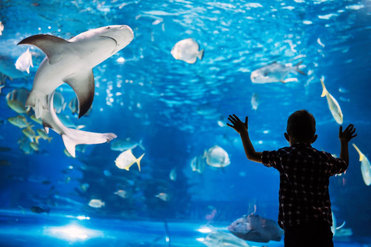 Les 10 meilleurs aquariums à absolument visiter en 2024