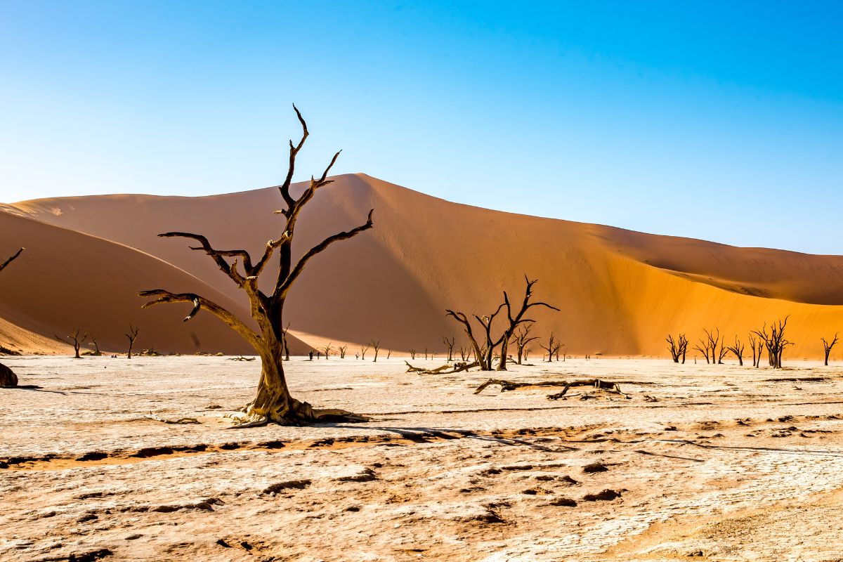 Tanzanie ou Namibie : Quel choix pour des vacances de luxe ?