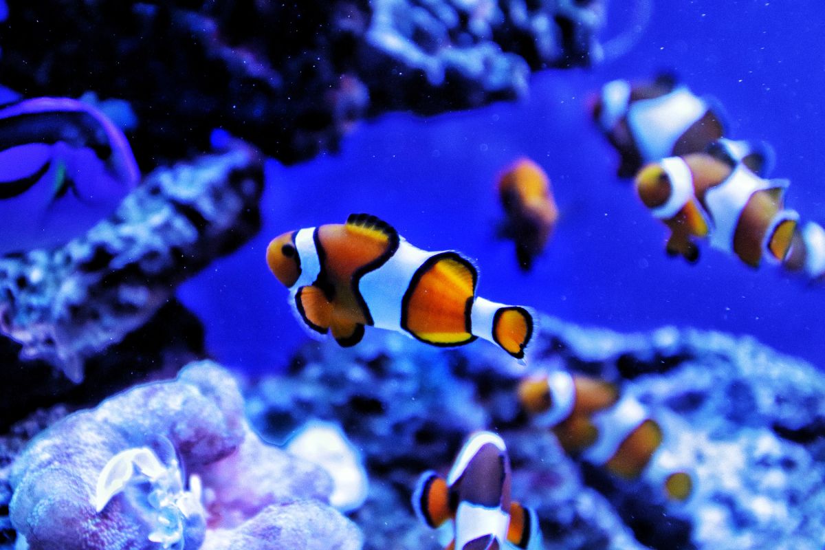 Les 10 meilleurs aquariums à absolument visiter en 2024