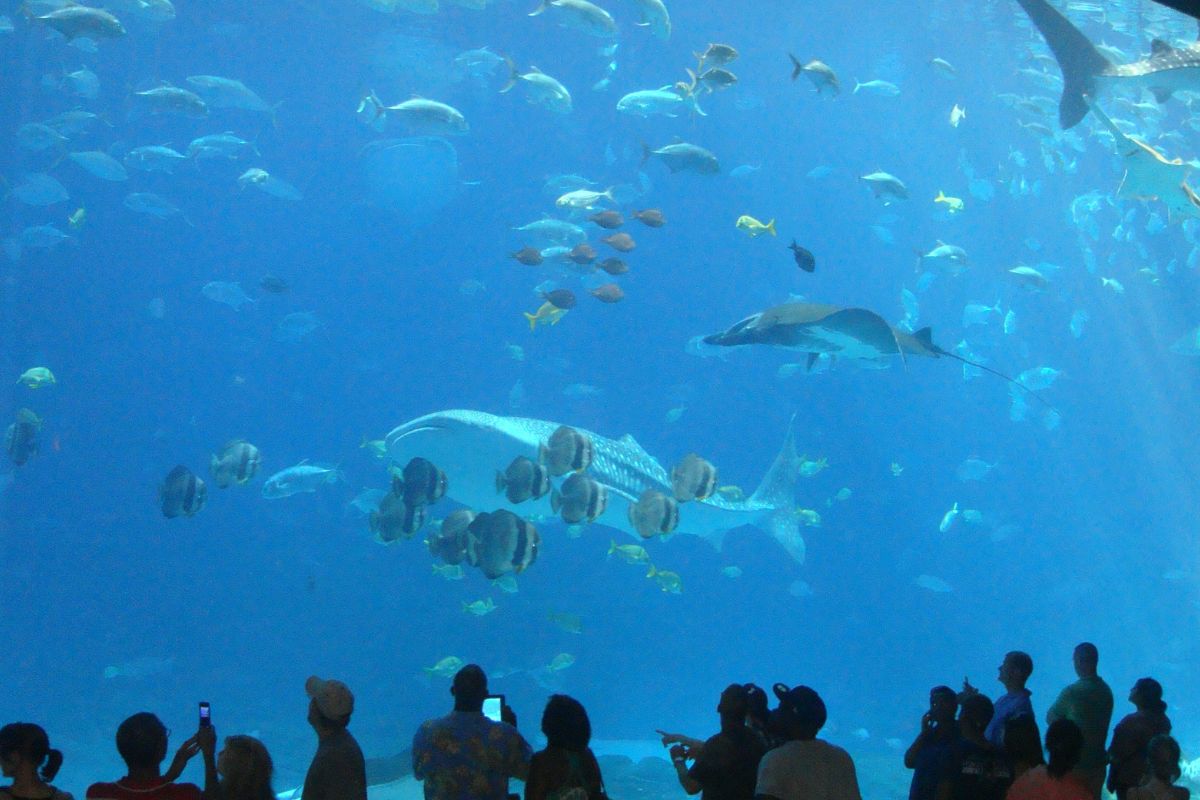 Les 10 meilleurs aquariums à absolument visiter en 2024