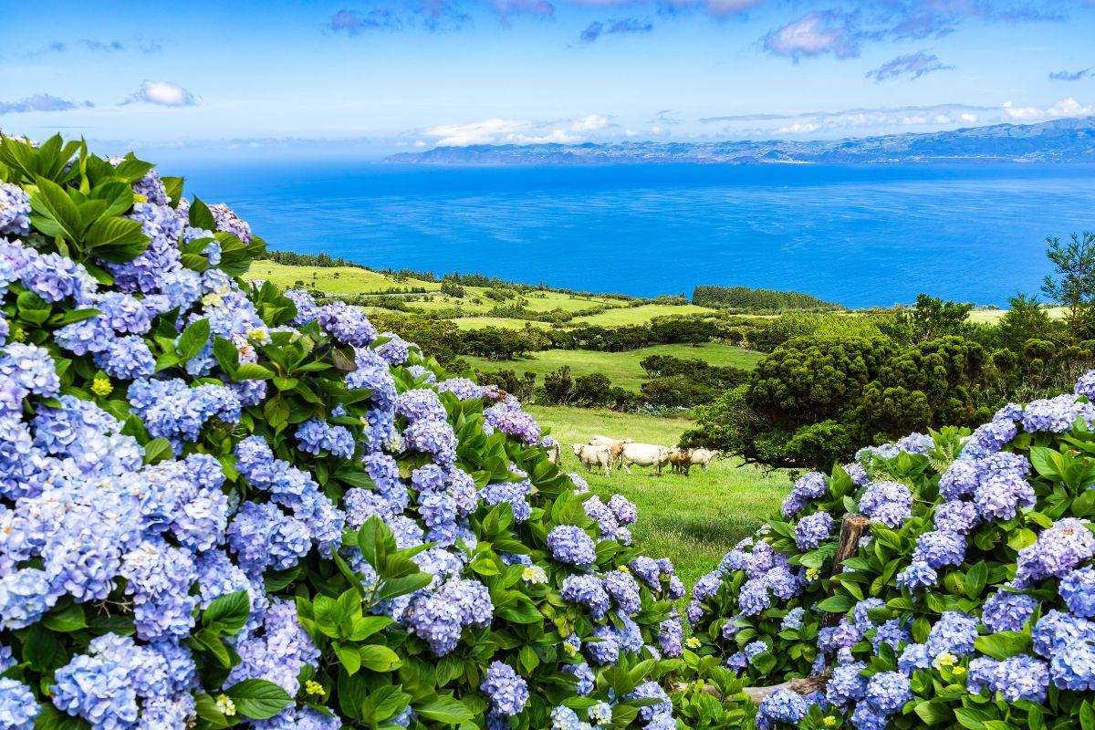 Les Açores