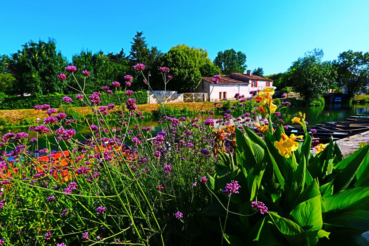 Marais poitevin coulon