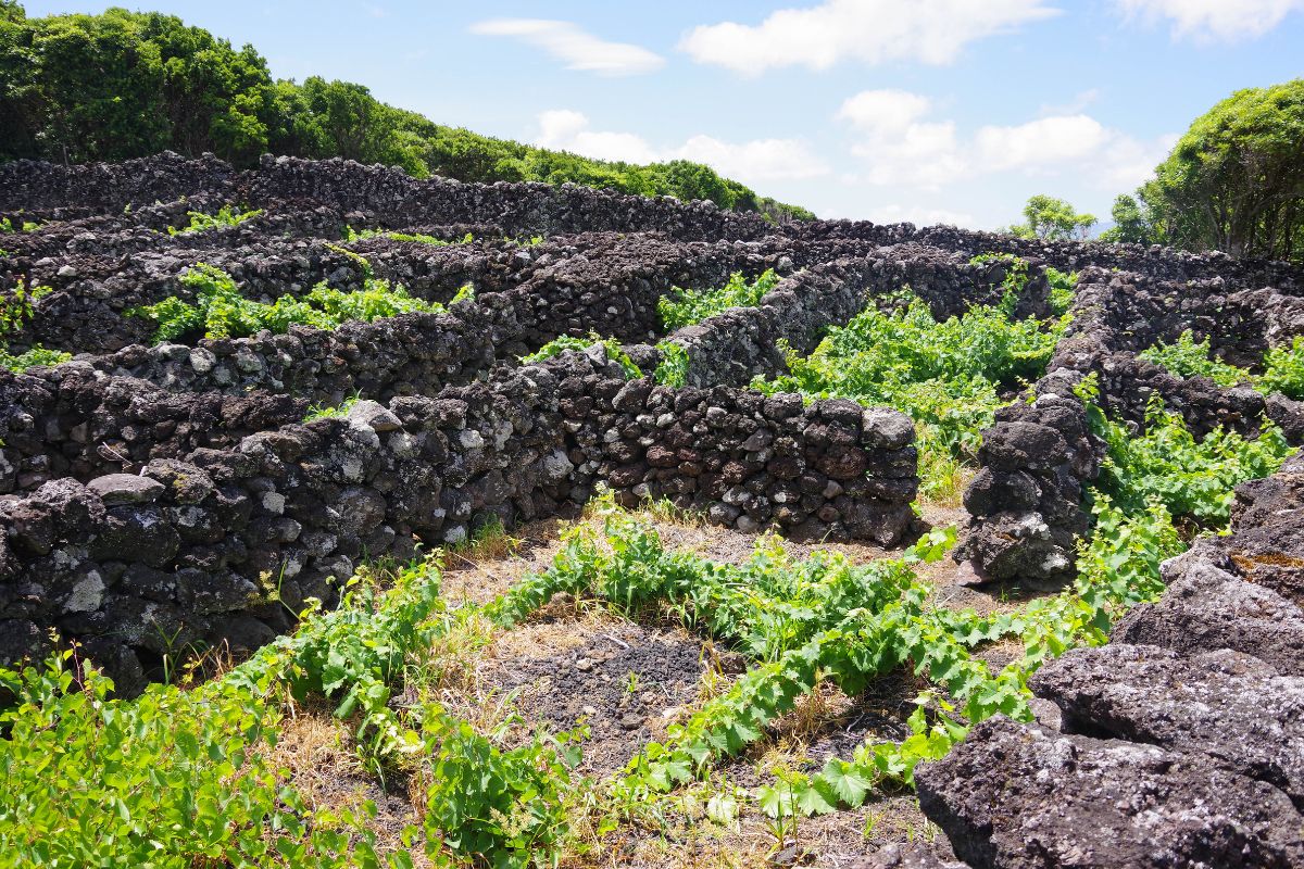 vignobles de Pico