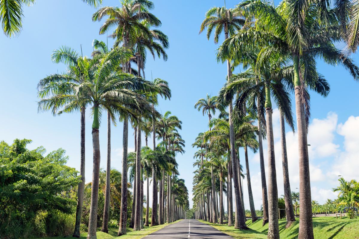 Guadeloupe ou Martinique pour un séjour en famille : Que choisir ?