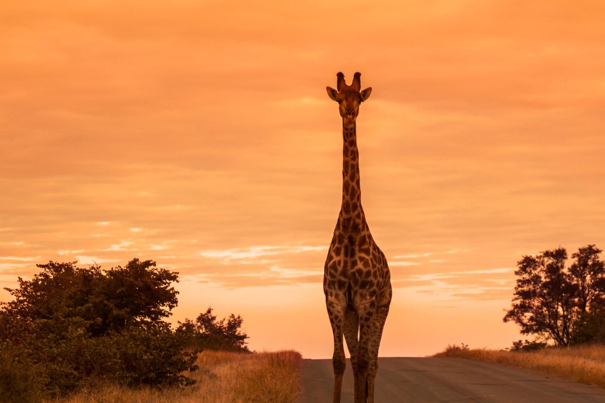 Voyage en Afrique du Sud : Quel prix espérer ?