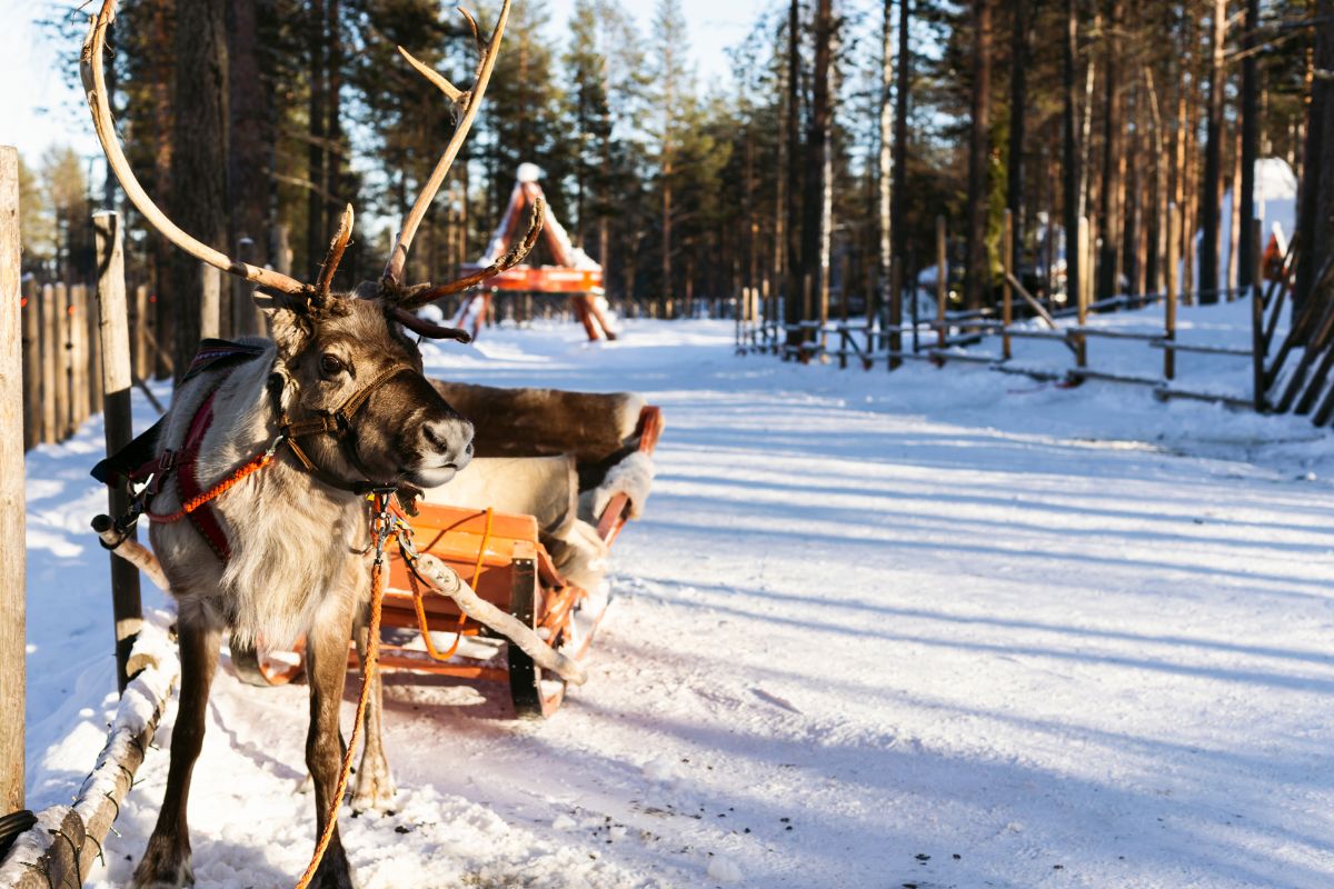 Quel budget prévoir pour son voyage de Noel en Laponie ?