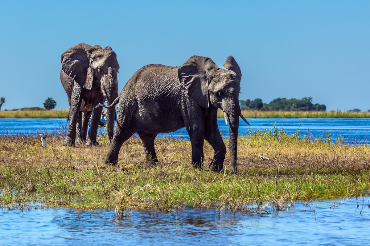 Partir au Botswana : Quand y aller en 2024 ?