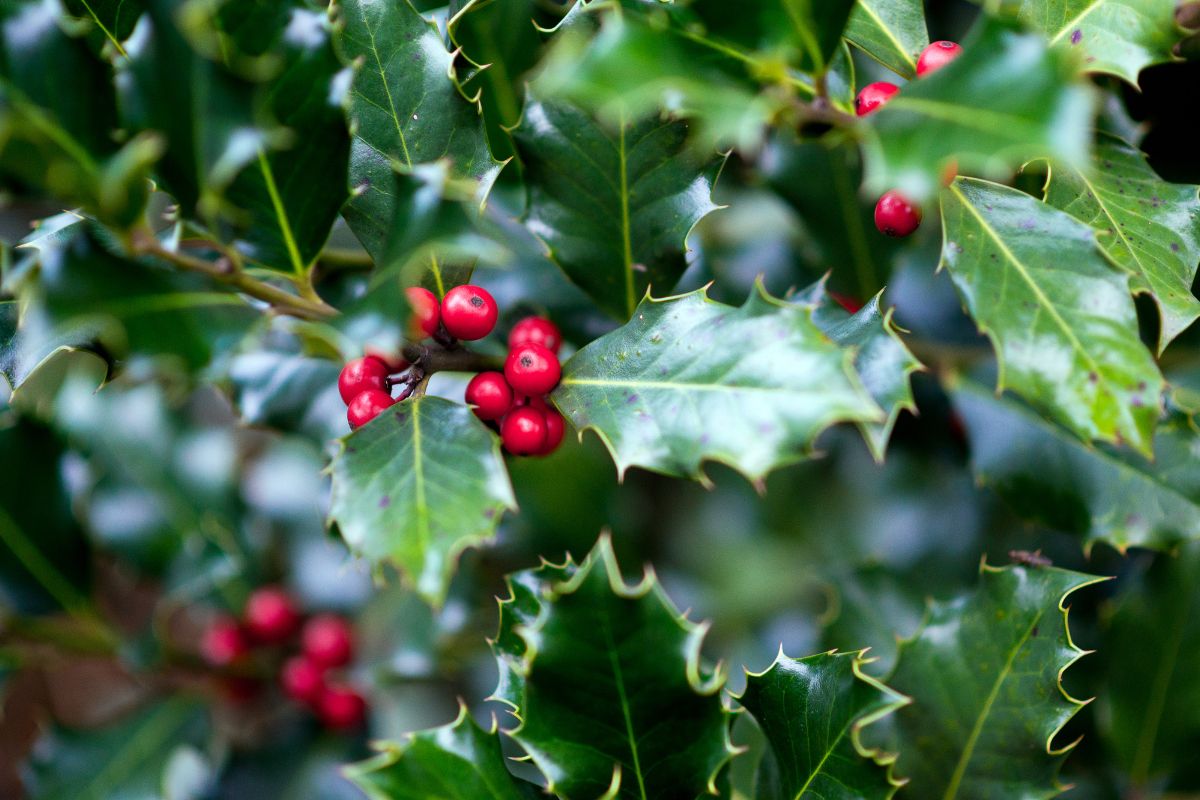 Top 7 des traditions de Noël en Irlande en 2024