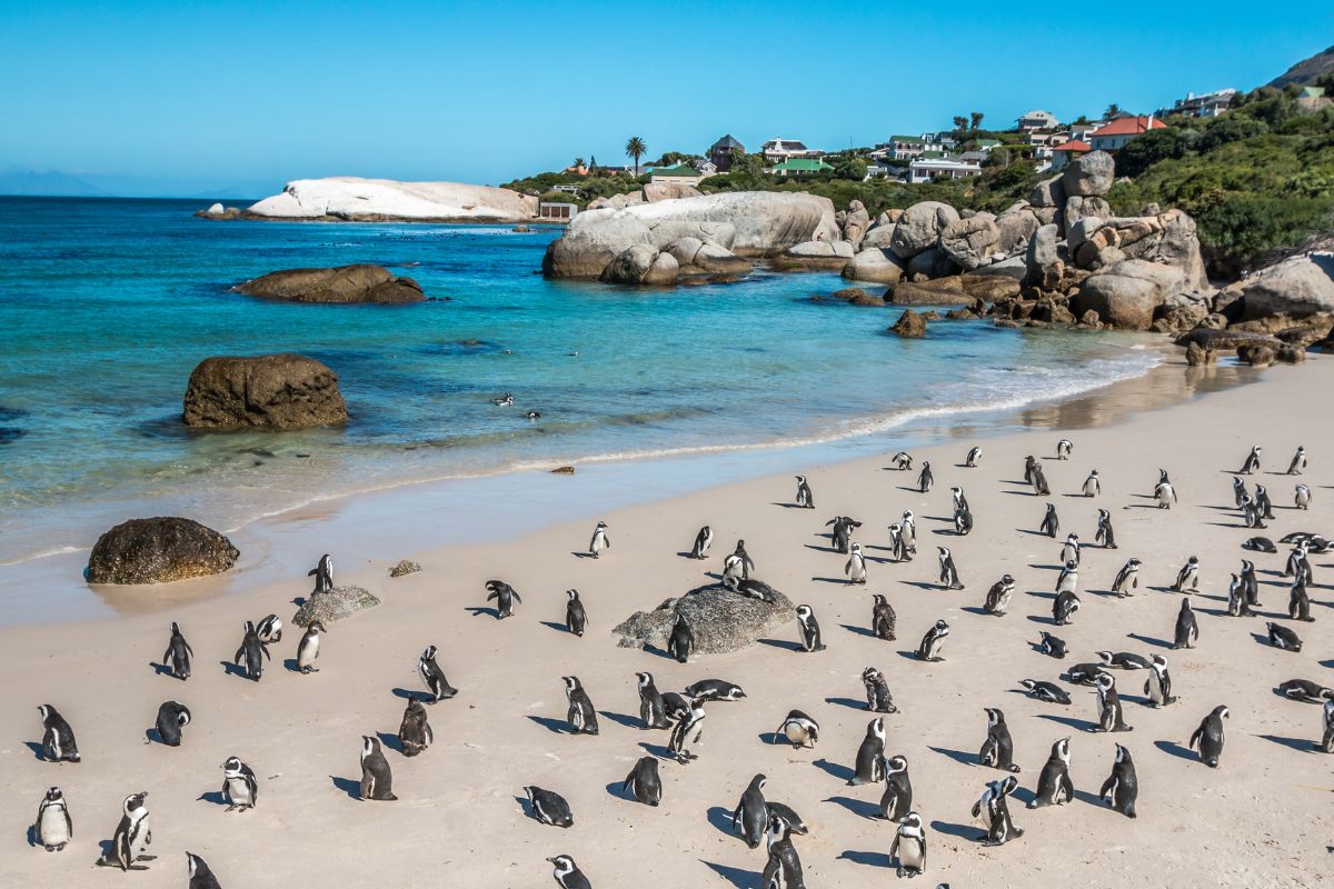 Afrique du Sud : Quand partir pour des vacances de rêve ?