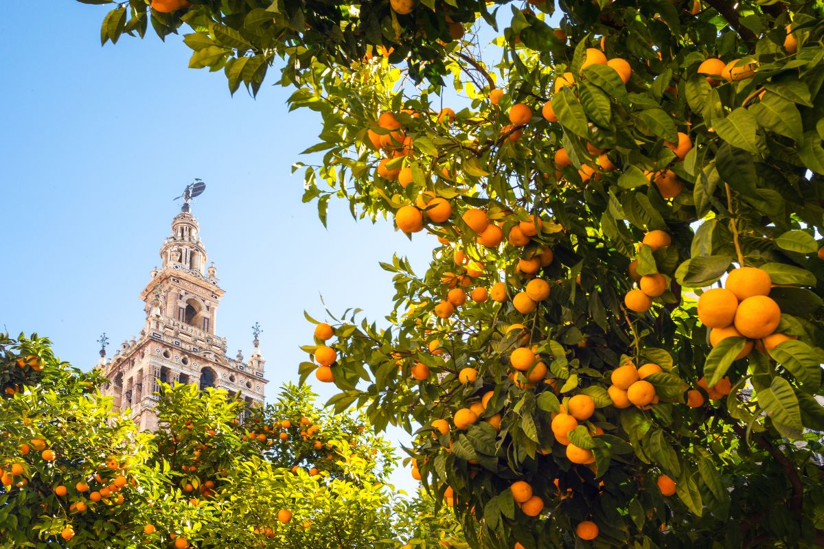 10 jours en Andalousie : Que voir et ou dormir ?