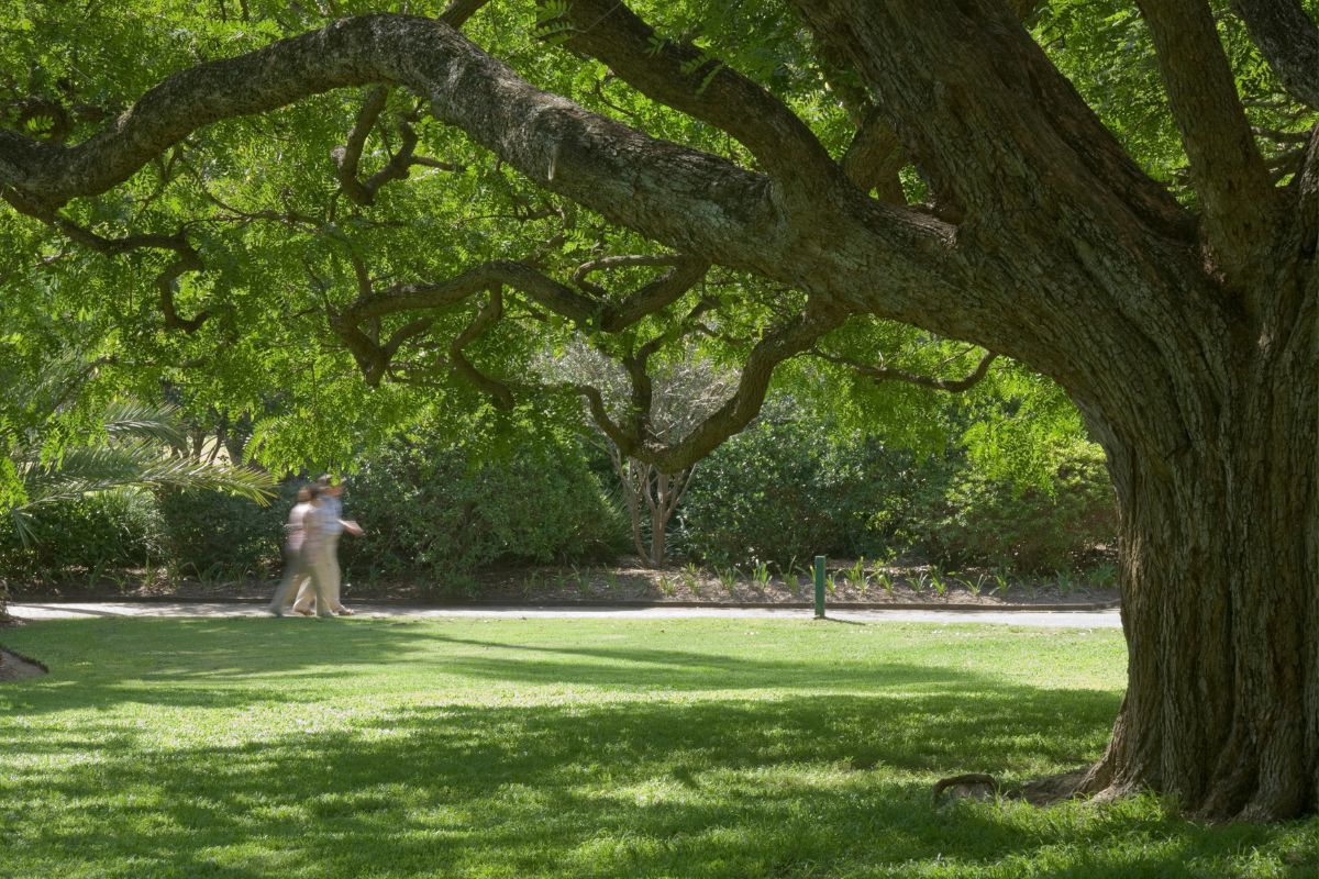 Jardin botanique de Brisbane