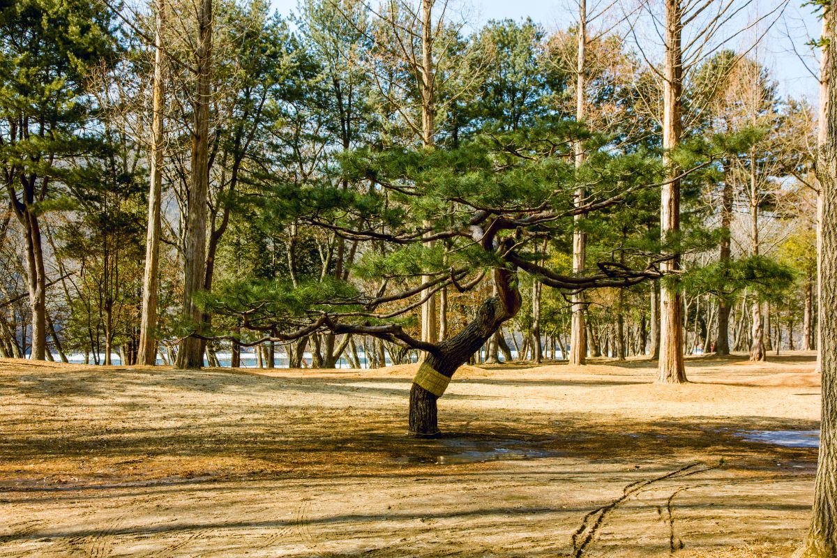 Parc de Lone Pine